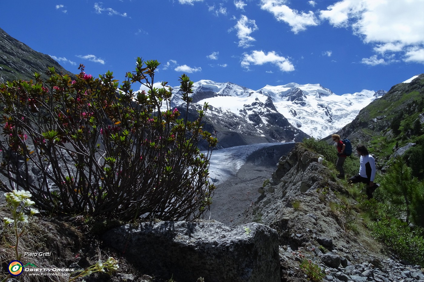 31 Rododendri sul filo di cresta della morena.JPG